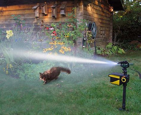 best motion activated sprinkler for cats